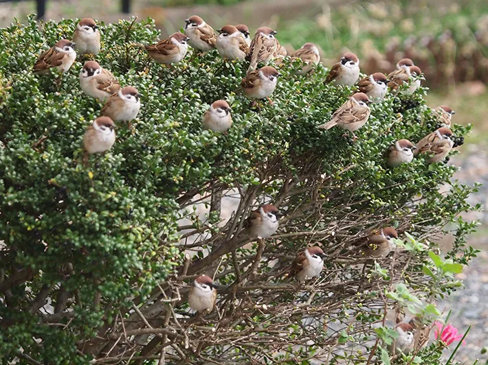 集まるスズメの写真