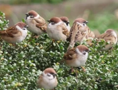 集まるスズメの写真