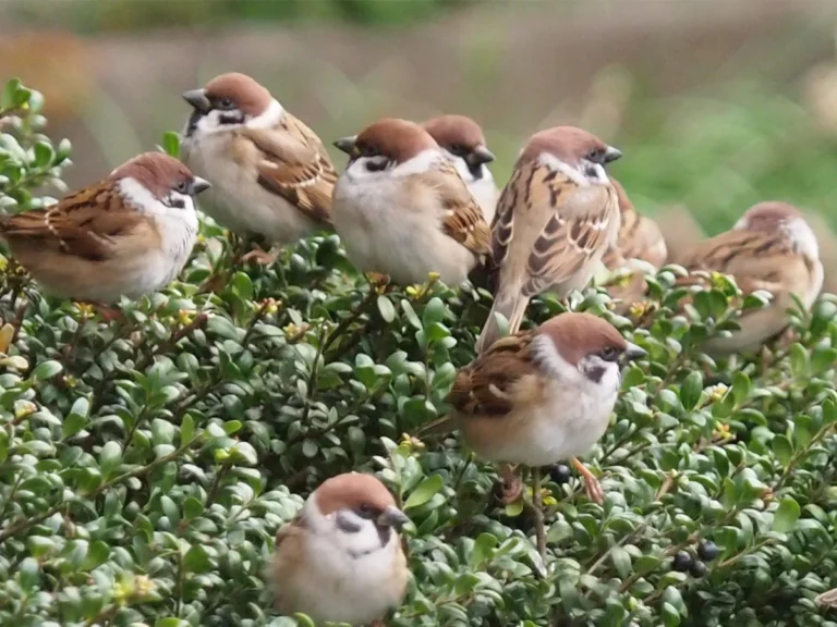 集まるスズメの写真
