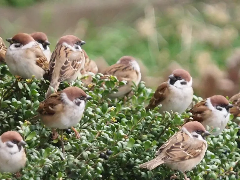 集まるスズメの写真