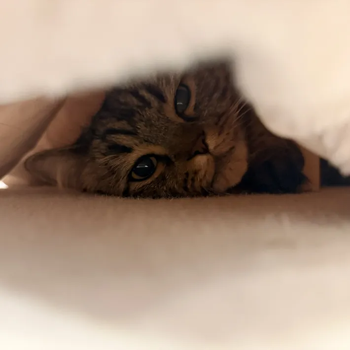 コタツに入る猫