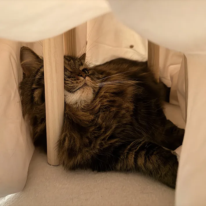 コタツに入る猫