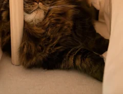 こたつに入る猫