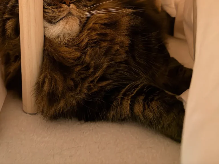 こたつに入る猫