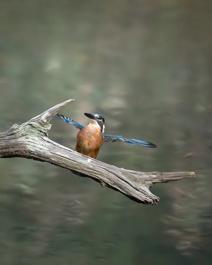カワセミの画像