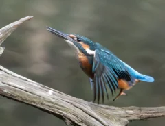 カワセミの画像