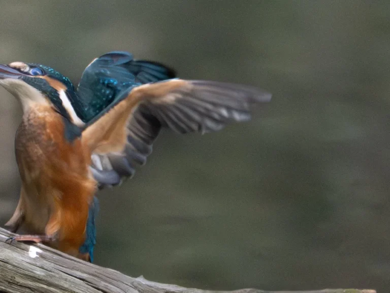 カワセミの画像