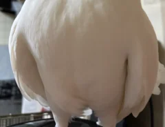 クジャクバトの写真