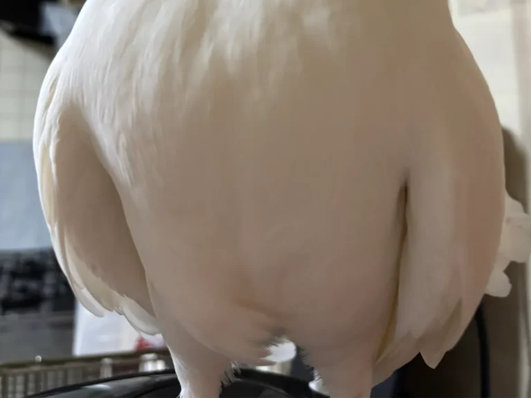 クジャクバトの写真