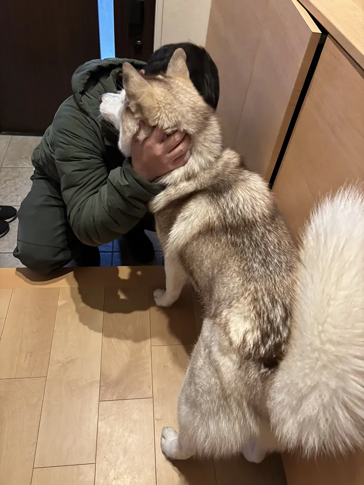 飼い主を見送るシベリアンハスキー