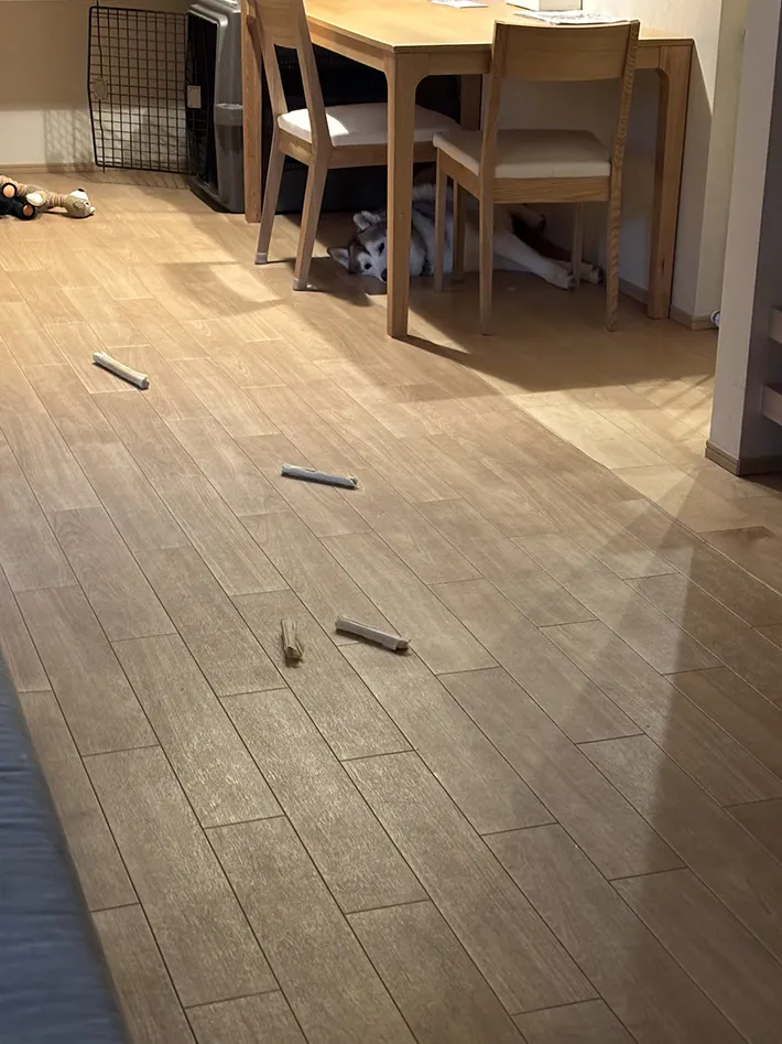 出かける飼い主を遠くから見送るシベリアンハスキー