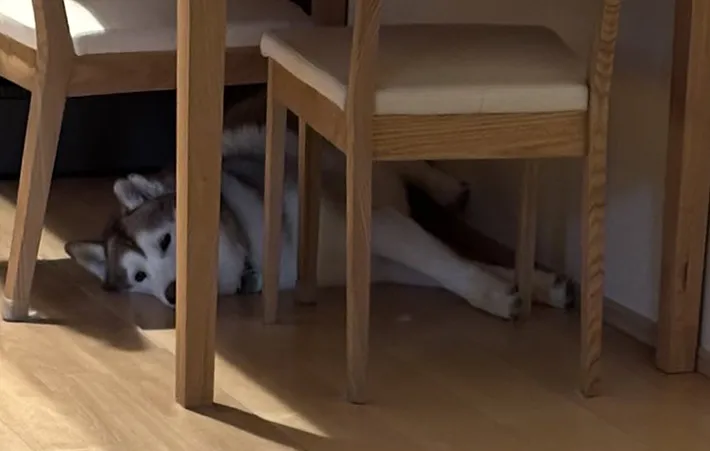 出かける飼い主を遠くから見送るシベリアンハスキーの拡大写真