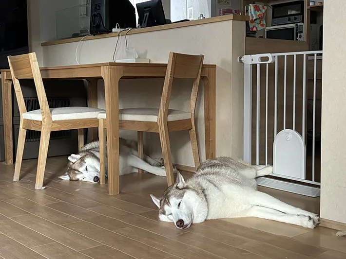 寝ているシベリアンハスキーの親子