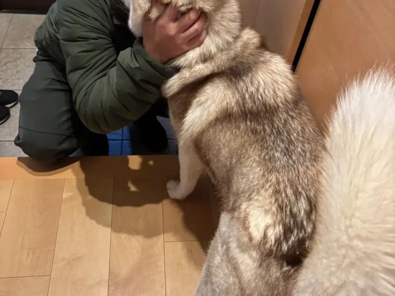 飼い主を見送るシベリアンハスキー