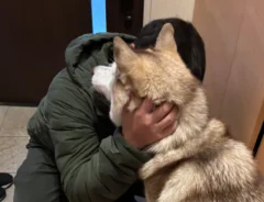 飼い主を見送るシベリアンハスキー