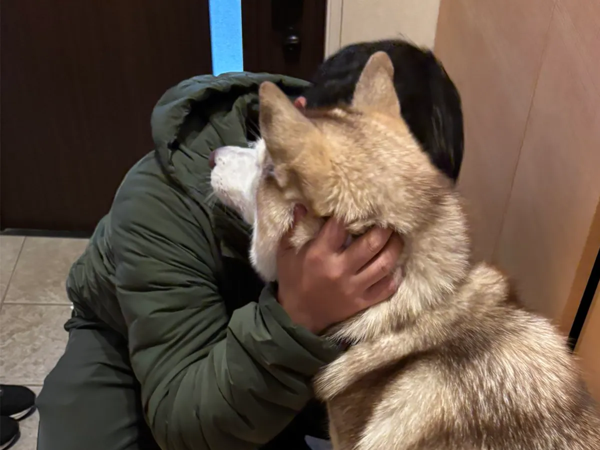 飼い主を見送るシベリアンハスキー