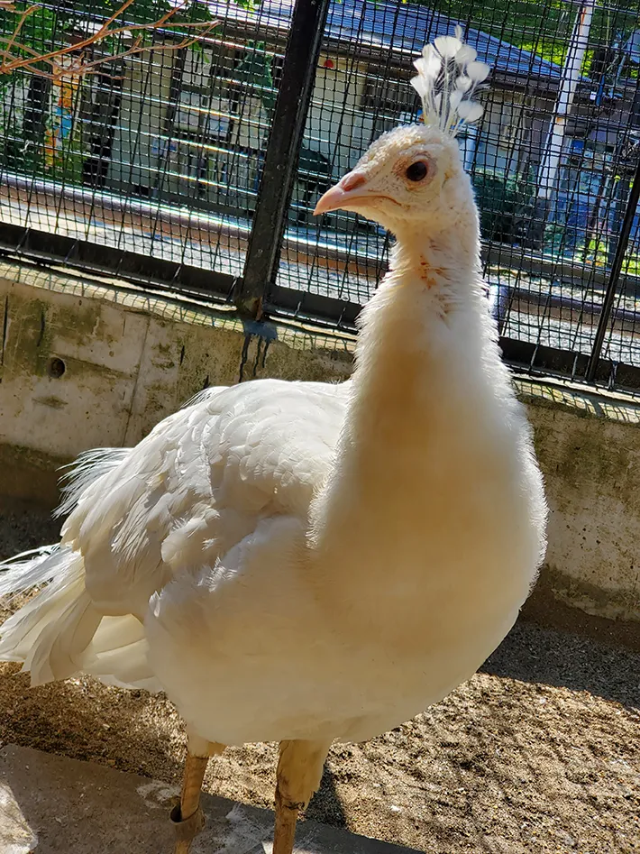 歩くシロクジャクの写真