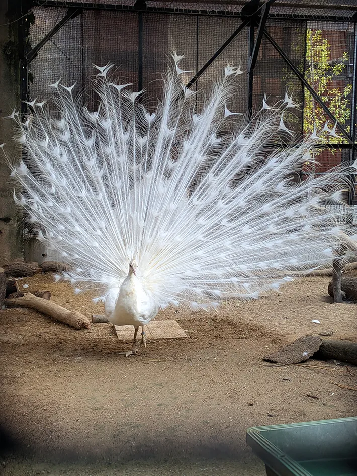 大きな飾り羽を広げるシロクジャクの写真