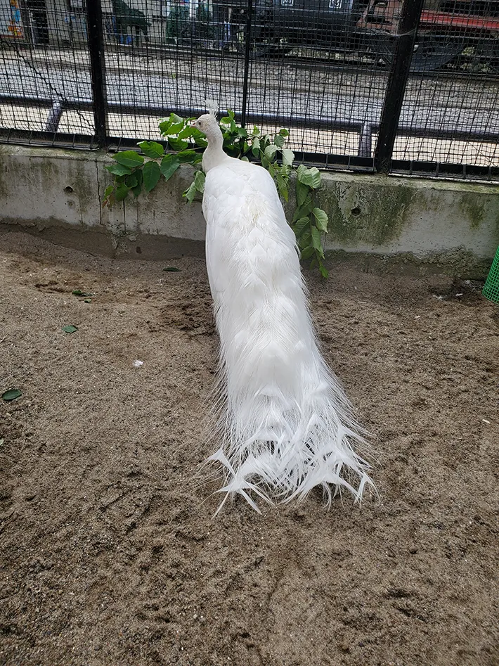 羽を閉じたシロクジャクの写真