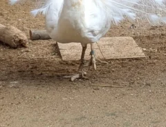 大きな飾り羽を広げるシロクジャクの写真