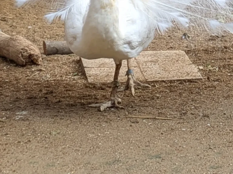 大きな飾り羽を広げるシロクジャクの写真