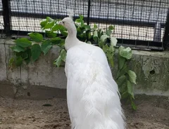 羽を閉じたシロクジャクの写真