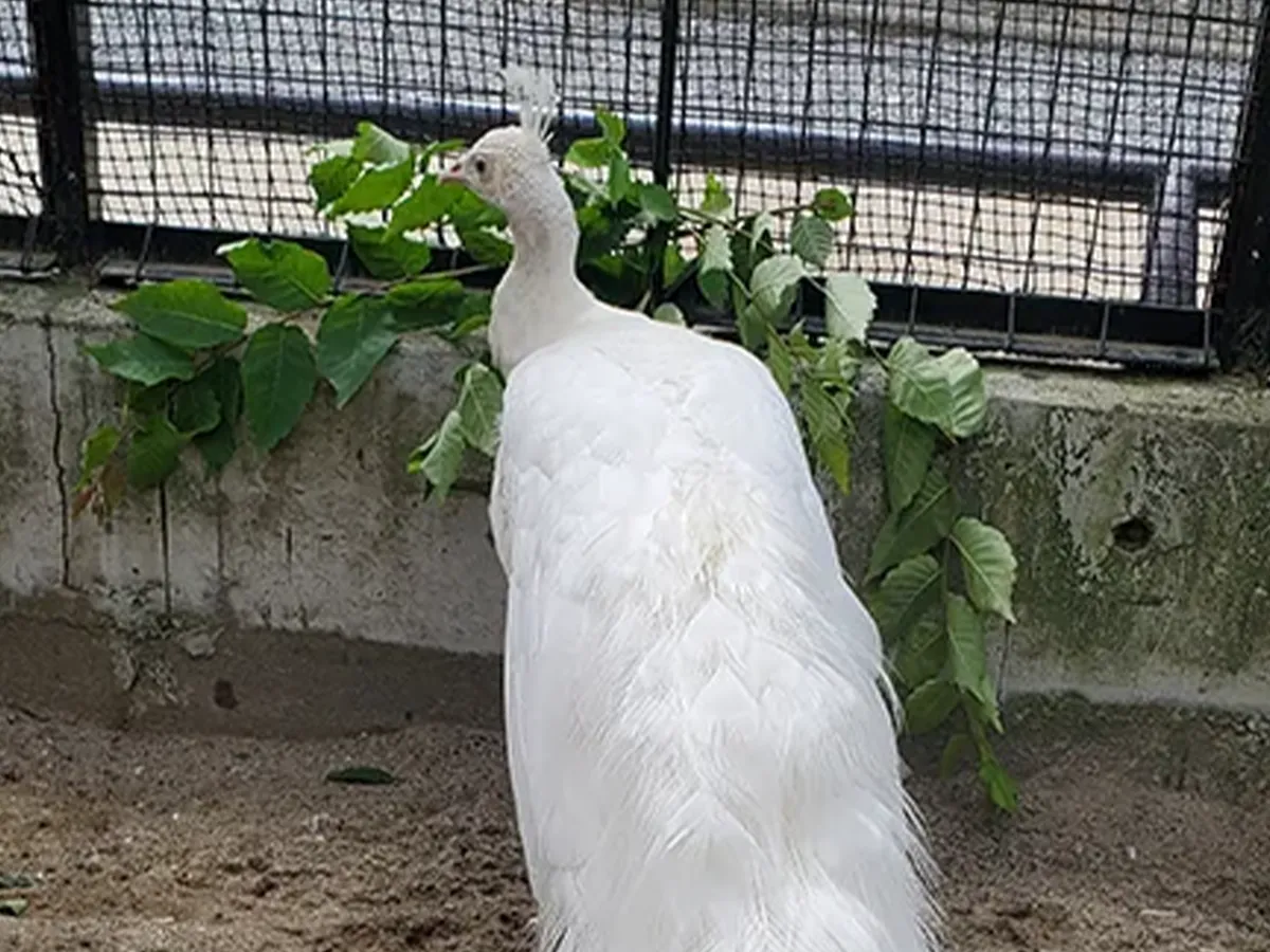 羽を閉じたシロクジャクの写真