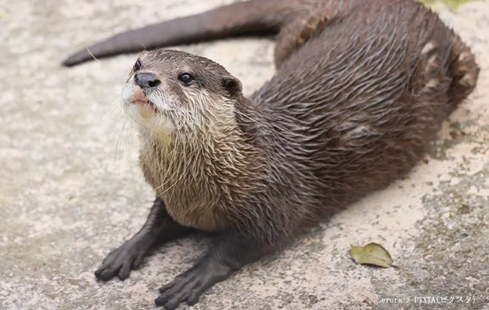 カワウソのイメージ写真