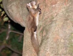 ムササビのイメージ写真