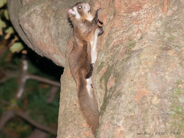 ムササビのイメージ写真
