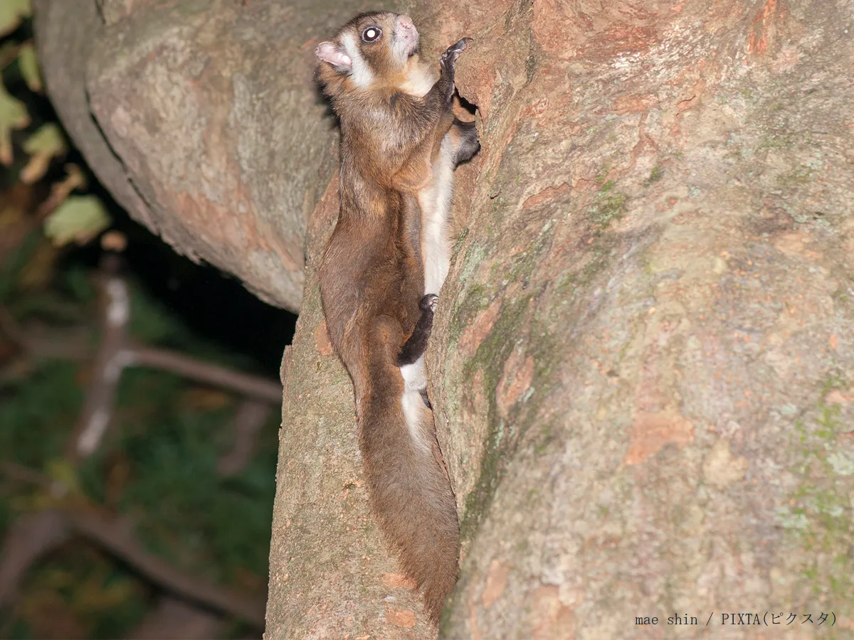 ムササビのイメージ写真
