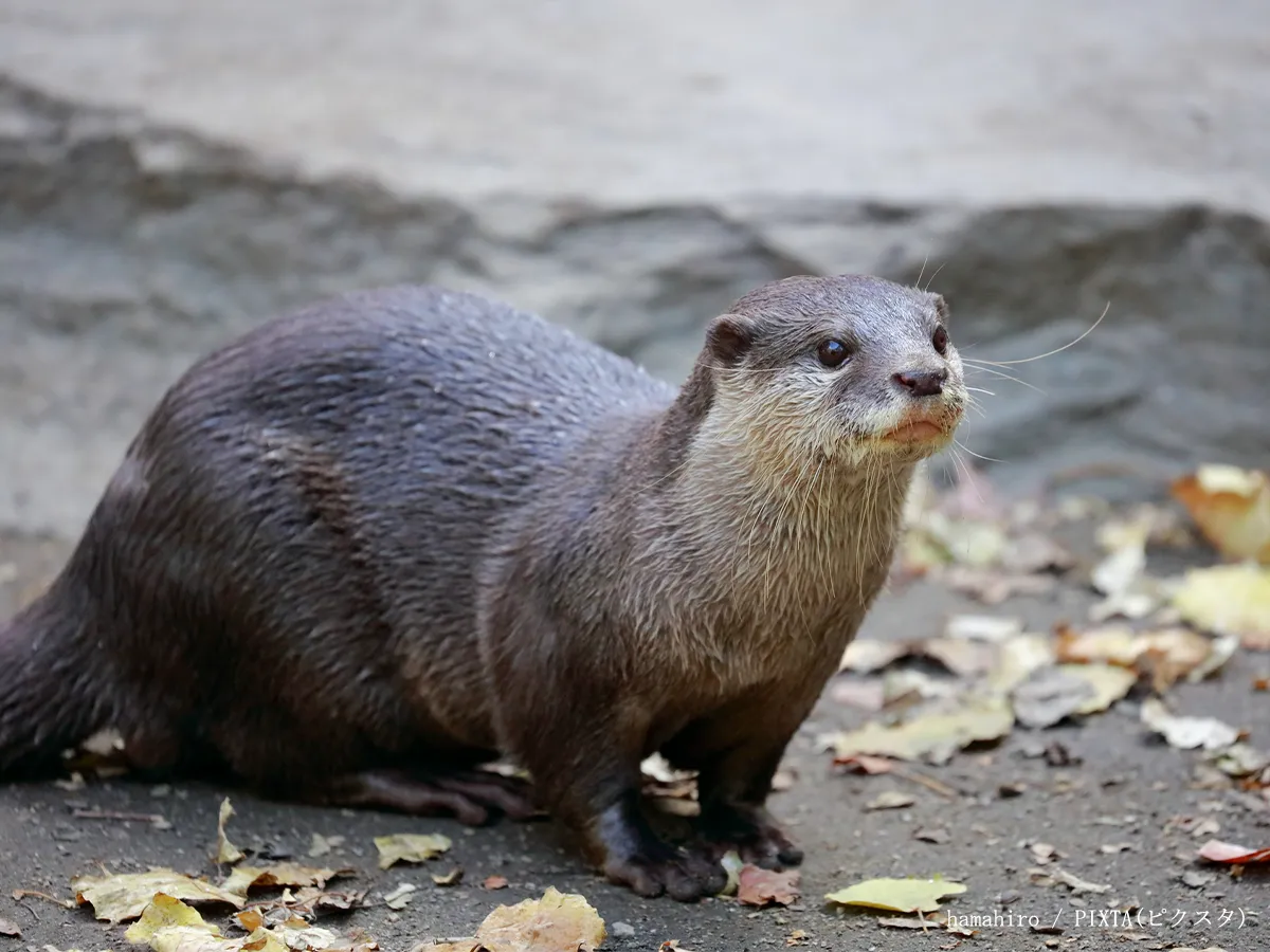 カワウソのイメージ写真