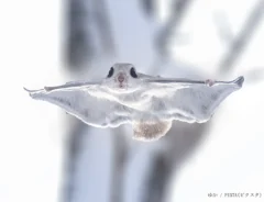 モモンガのイメージ写真