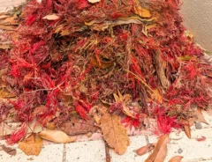 落ち葉で再現したカルシファーの写真