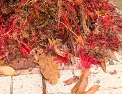 落ち葉で再現したカルシファーの写真