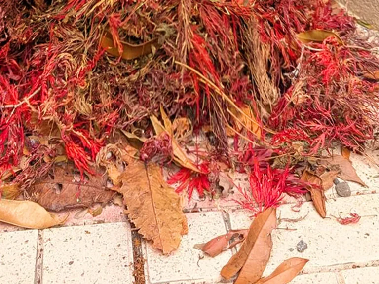 落ち葉で再現したカルシファーの写真