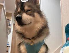 犬の兄弟の写真