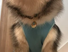 犬の兄弟の写真