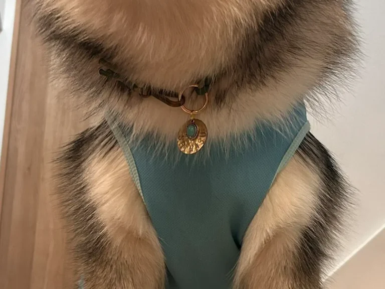 犬の兄弟の写真