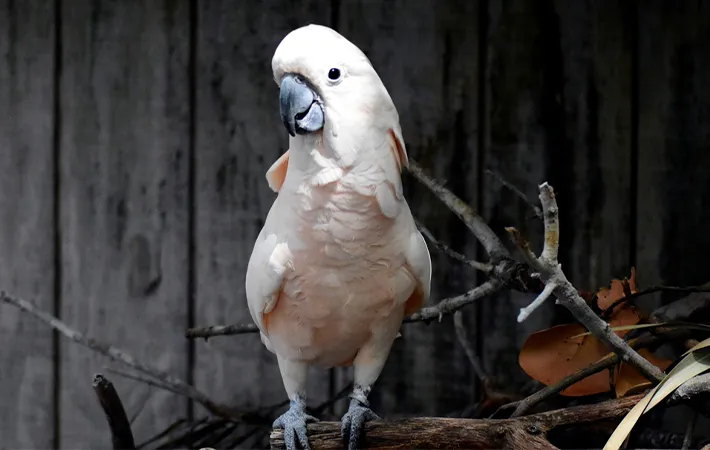 オウムの野生と飼育下での寿命の違い