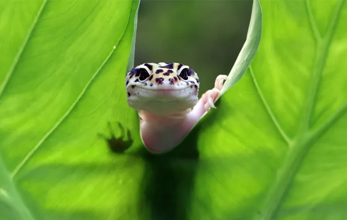 ヤモリのオスメスを見分ける目的とメリット