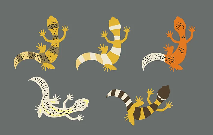 方法2．側肛疣、前肛孔、大腿孔の発達具合