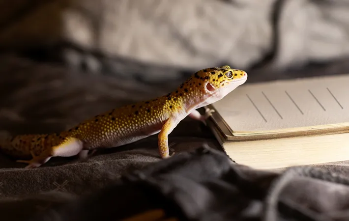 方法3．卵の有無