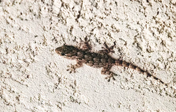 ヤモリの性別はいつから分かる？