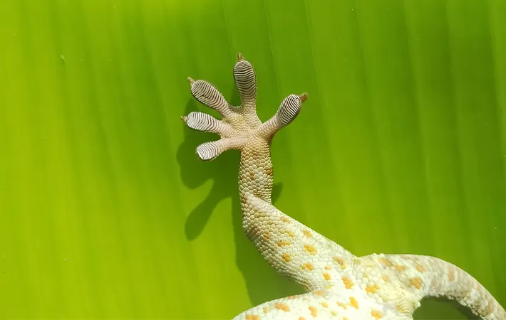 ヤモリのオスメスを見分ける際のコツ