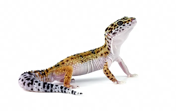 オスの飼育方法