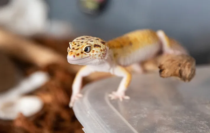 メスの飼育方法