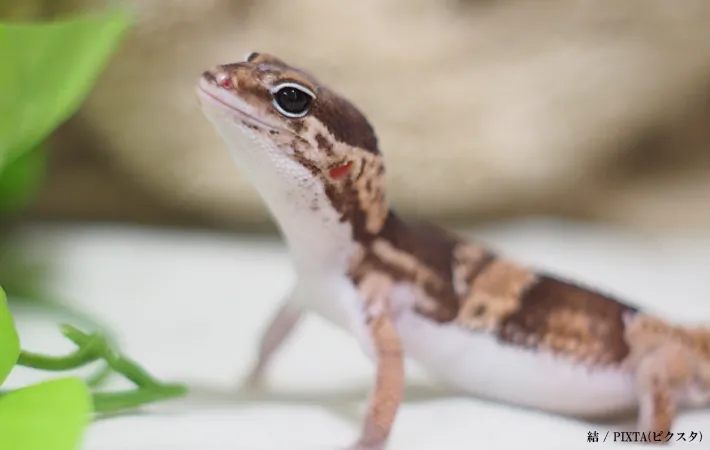繁殖を目指す場合の飼育方法