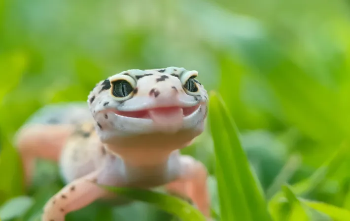 方法1．総排泄孔周りの膨らみ