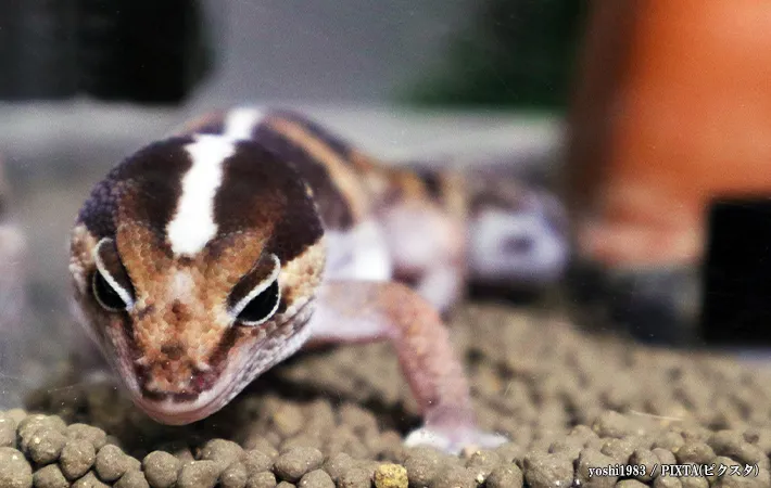 オスメス共通の飼育環境